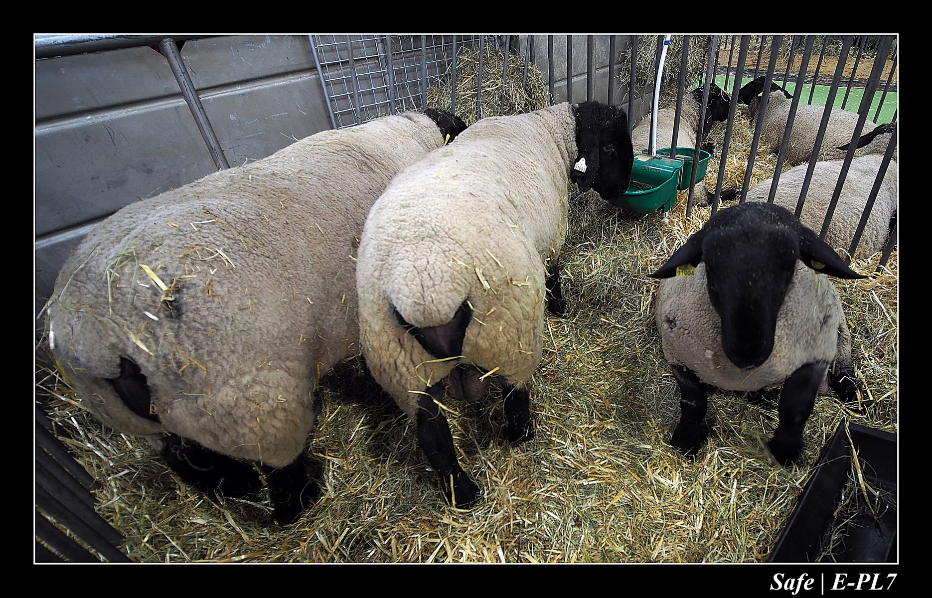 2020 - 02 - Salon agriculture 47